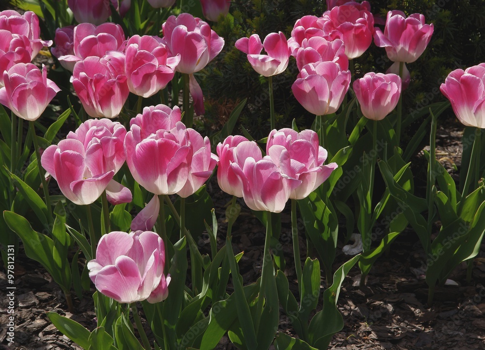 Fototapeta premium pink tulips in flower-bed