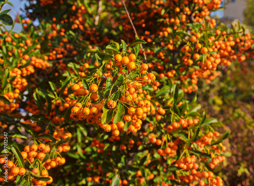 Ripe buckthorn bush close-up. Plants and Gardens