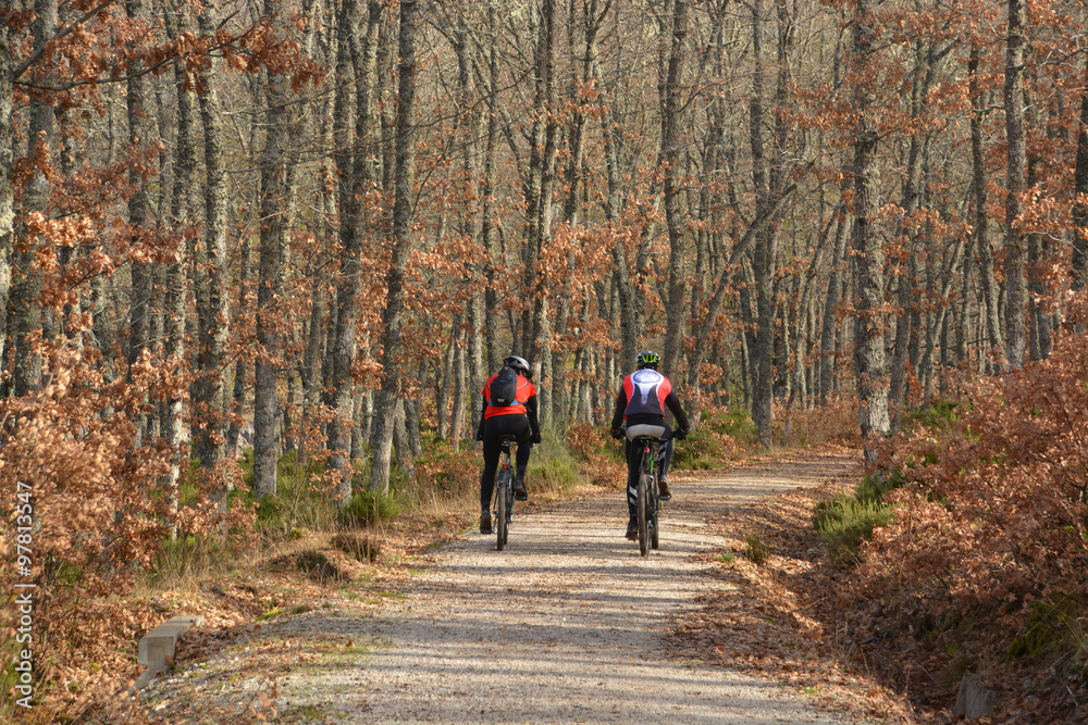 Fototapeta premium ruta en bicicleta a través del bosque