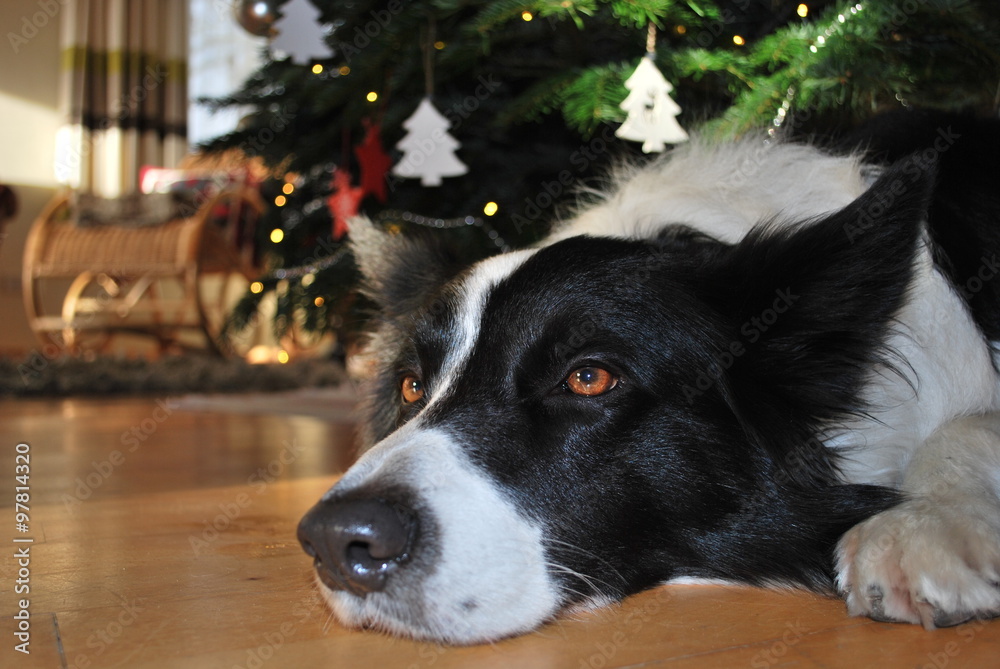 Dog under the Christmas tree