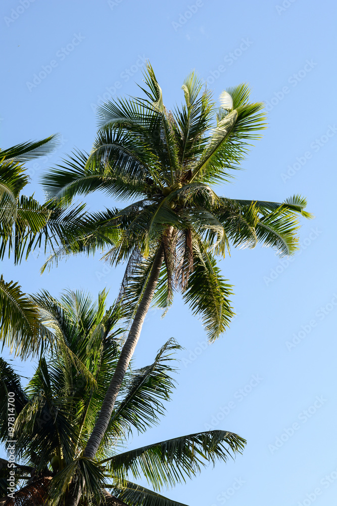 coconut trees in the blue sunny sky