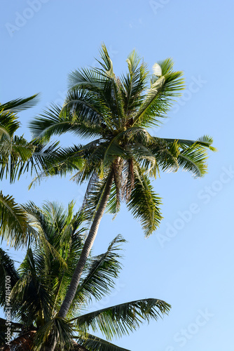 coconut trees in the blue sunny sky