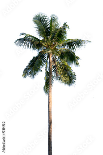 Coconut tree isolated on white background