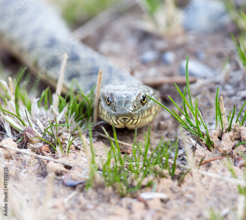 snake on the ground outdoors. photo