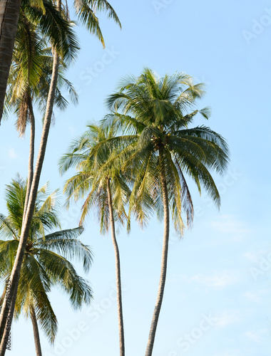 coconut trees in the blue sunny sky