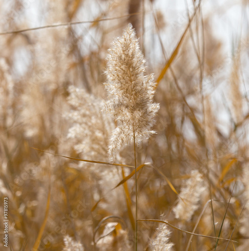 Yellow reeds in nature in autumn