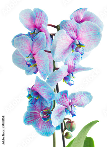 Fototapeta Naklejka Na Ścianę i Meble -  stem of blue orchids