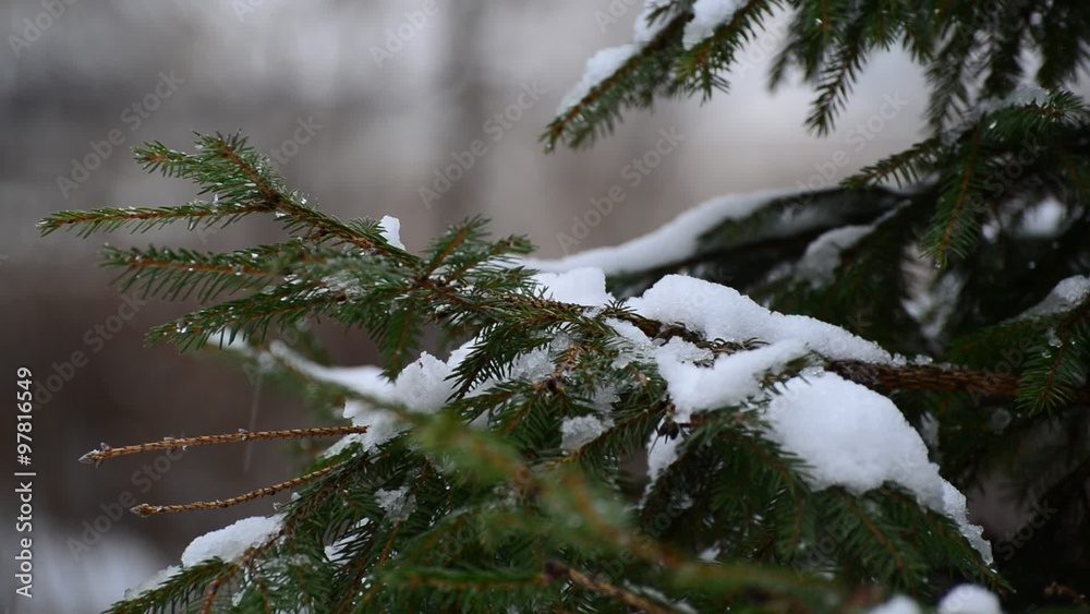 The branches of spruce in snow in at park The branches of spruce in snow in at park