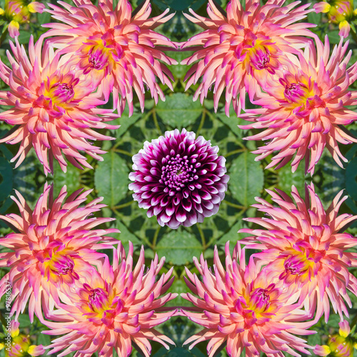 floral pattern of pink dahlia