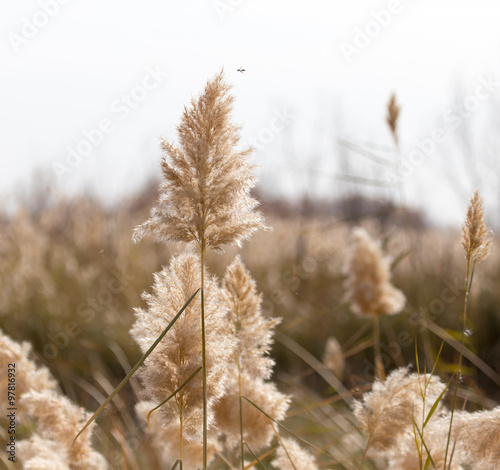 Yellow reeds in nature in autumn © schankz