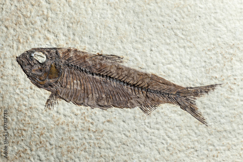 Close up Fossil fish