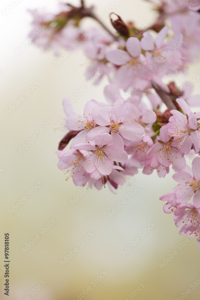 Oriental cherry branch with pink flowers on a green background