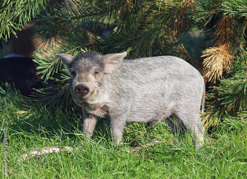 The young pigling of Hungarian breed Mangalitsa is in a natural environment 