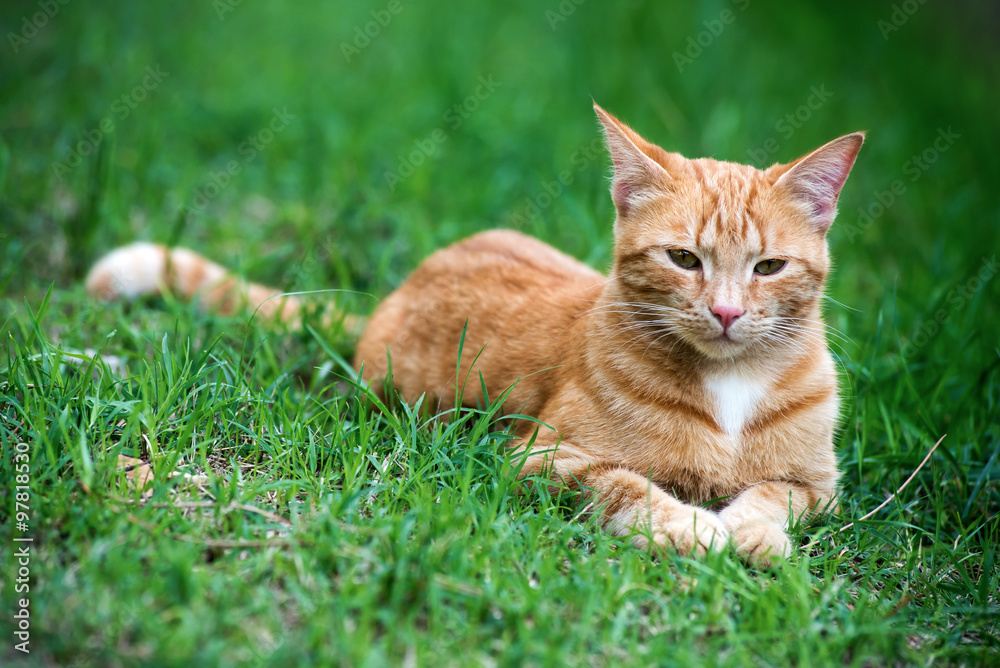 Cat lying on green grass