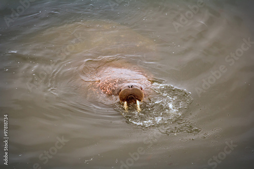 very very big and thick swimmer of Arctic ocean photo