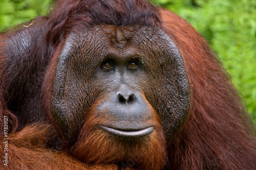 Portrait of a male orangutan. Close-up. Indonesia. The island of Kalimantan (Borneo). An excellent illustration. © gudkovandrey