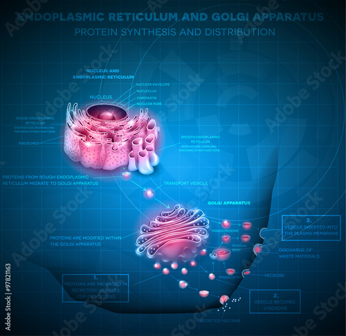  Endoplasmic reticulum and Golgi Apparatus. Protein synthesis and distribution detailed drawing