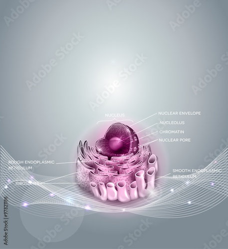 Cell Nucleus and Endoplasmic reticulum