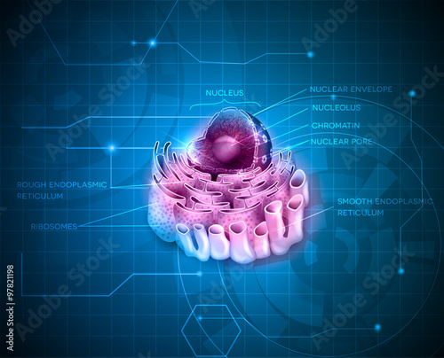 Cell Nucleus and Endoplasmic reticulum