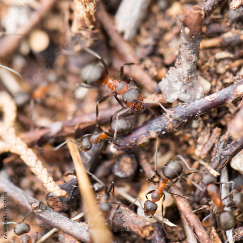 ants in nature. close-up © schankz