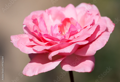 Light red rose with buds on a background of a green bush