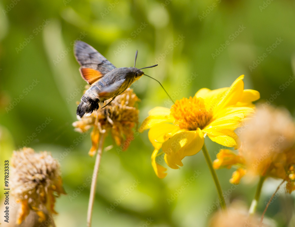 Sphingidae, known as bee Hawk-moth, enjoying the nectar of a yellow flower. Hummingbird moth. Calibri moth. Sphingidae, known as bee Hawk-moth, enjoying the nectar of a yellow flower. Hummingbird moth. Calibri moth.