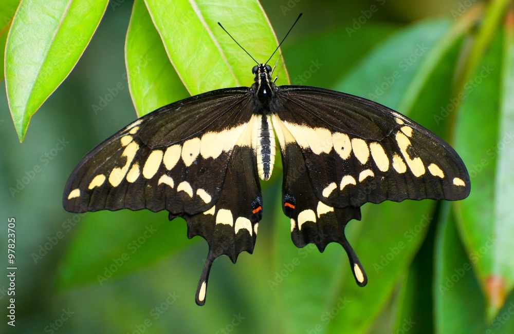Fototapeta premium Butterfly Papillio cresphontes in botanical garden, Prague, Czech republic
