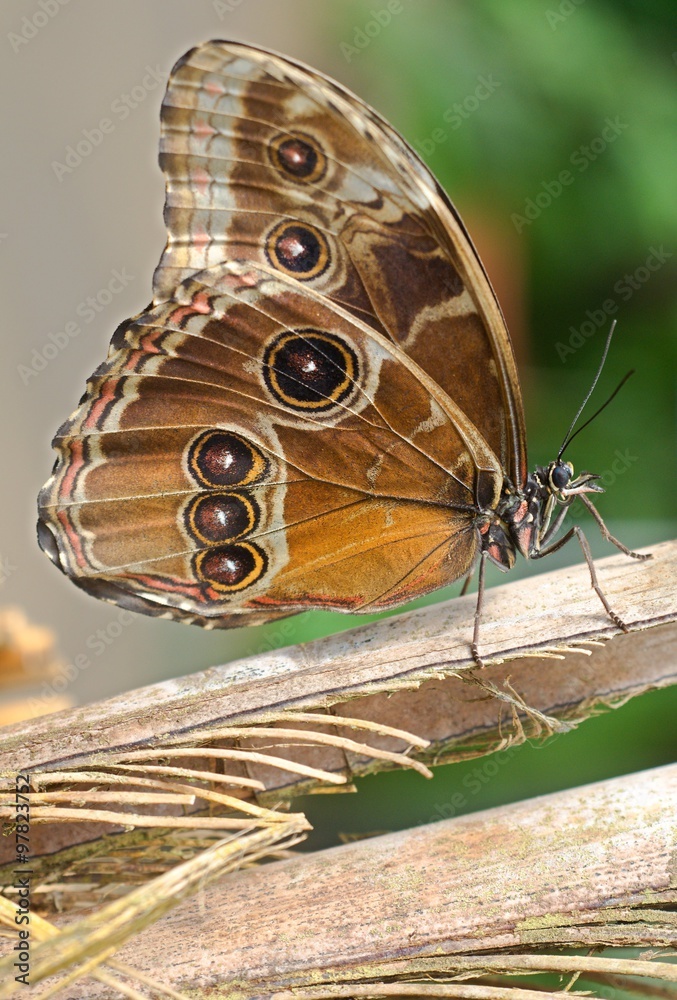 Naklejka premium Butterfly beauty Caligo memnon in botanical garden, Prague, Czech republic