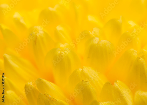 yellow chrysanthemum flower as a background. close