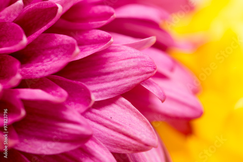 red flower chrysanthemum as background. close