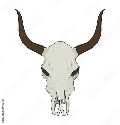 Cow skull. Color