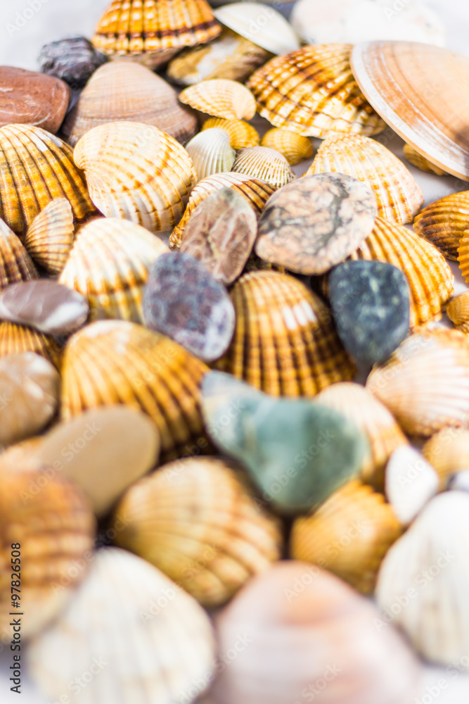 seashells and stones isolated on white background