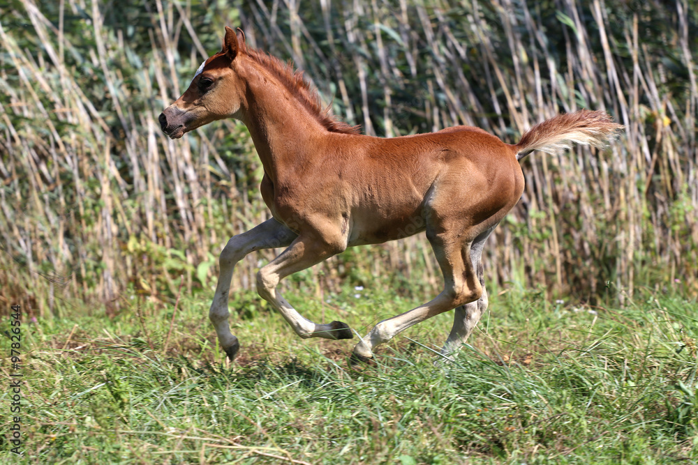 Few weeks old chestnut arabian foal on summer meadow Few weeks old chestnut arabian foal on summer meadow