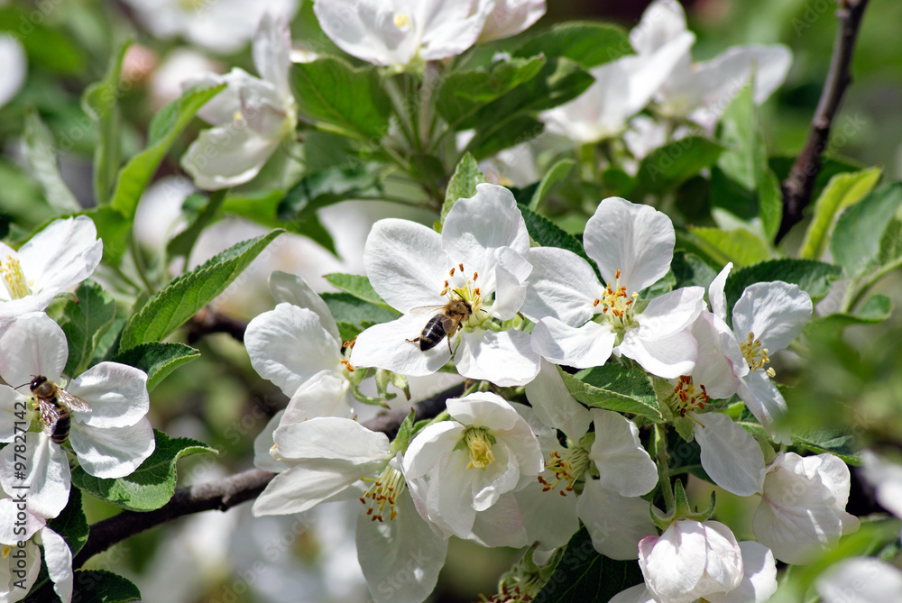 Flowering apple. Bee pollinates flower