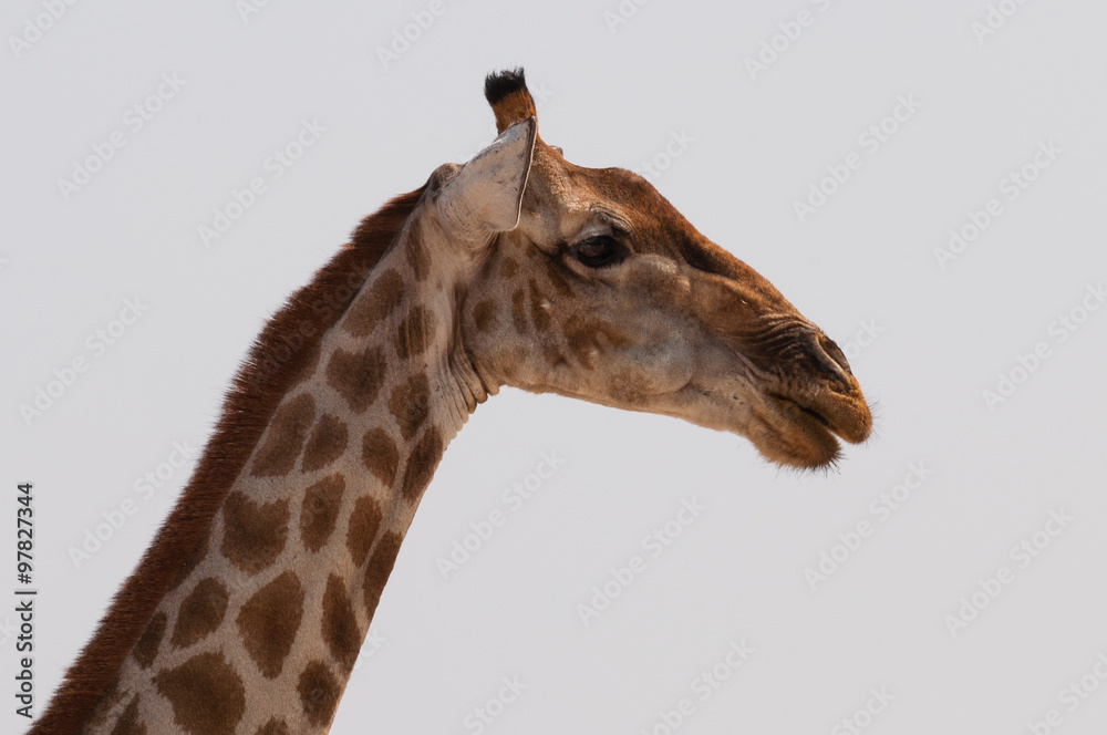 Naklejka premium Giraffe – Portrait