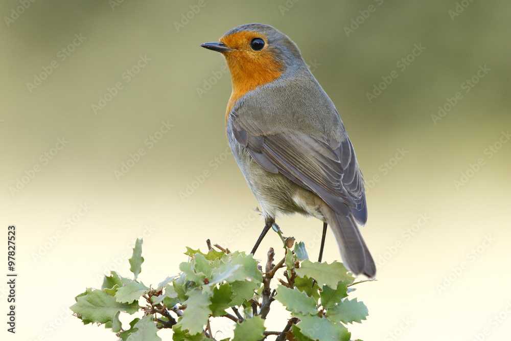 Robin, (Erithacus rubecula) in the branch after the bath