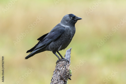 Western Jackdaw,( Corvus monedula ) , perched on a tree branch