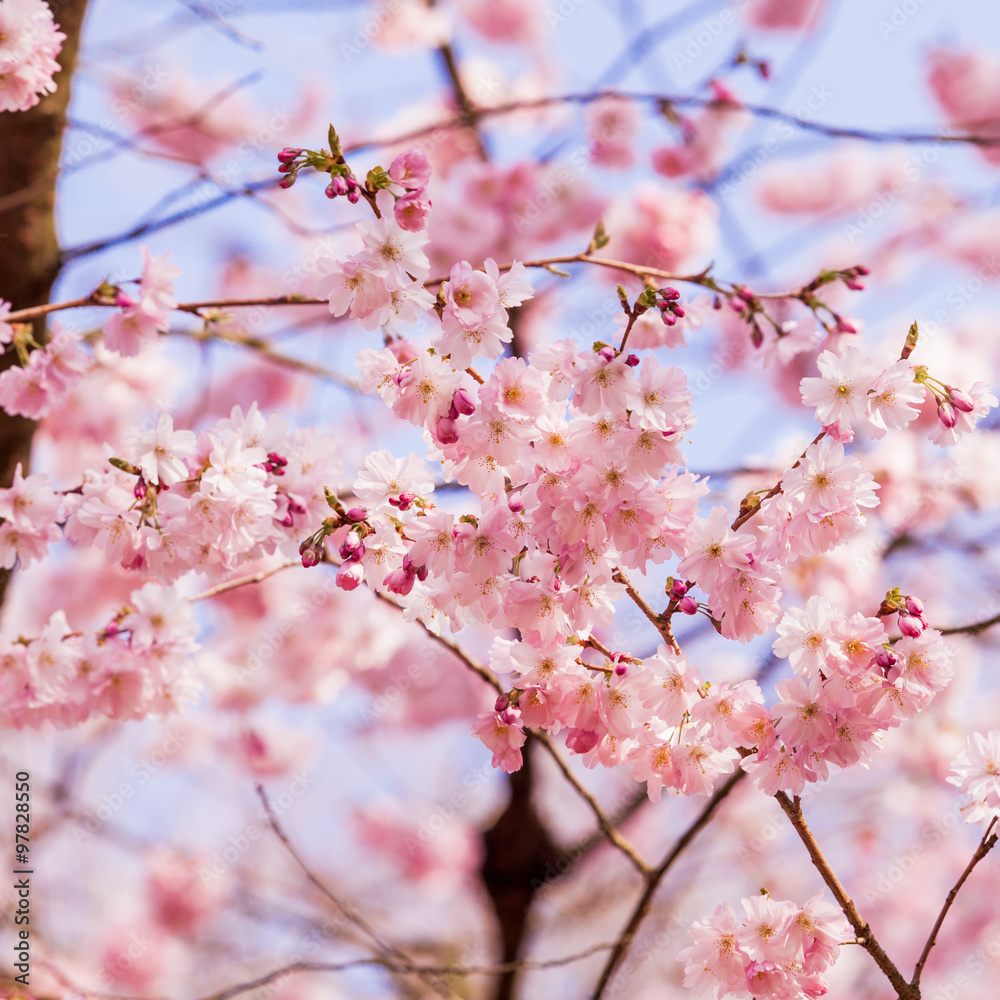 Spring Sakura Cherry Blossom. pink blossom sukura flowers Spring Sakura Cherry Blossom. pink blossom sukura flowers