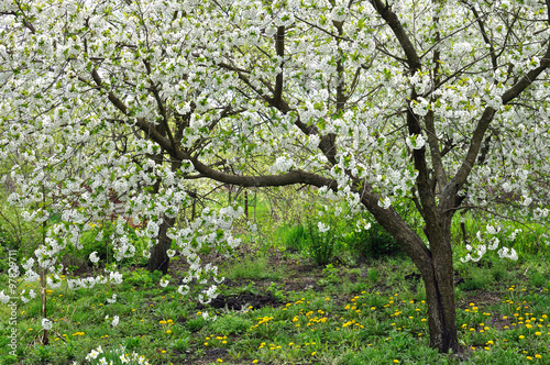 blooming cherry trees in the springtime