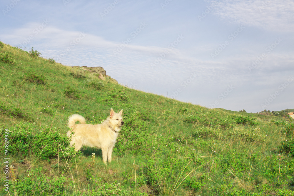 Obraz premium Созерцающий