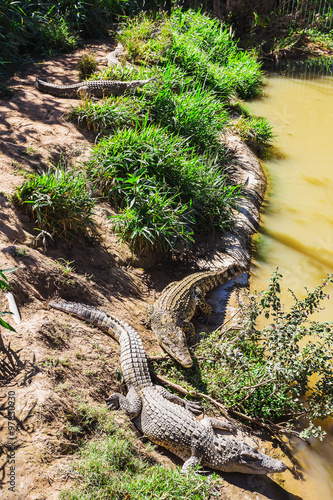 water bodies on the Crocodile Farm in Dalat.