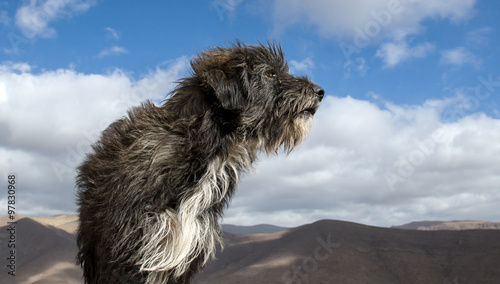 Dog, Colchane, Chile photo