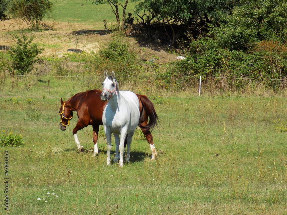 Two horses on meadow