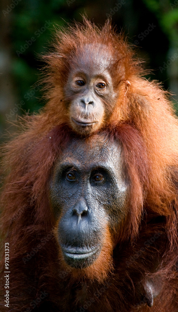 Portrait of a female orangutan with a baby in the wild. Indonesia. The island of Kalimantan (Borneo). An excellent illustration. Portrait of a female orangutan with a baby in the wild. Indonesia. The island of Kalimantan (Borneo). An excellent illustration.