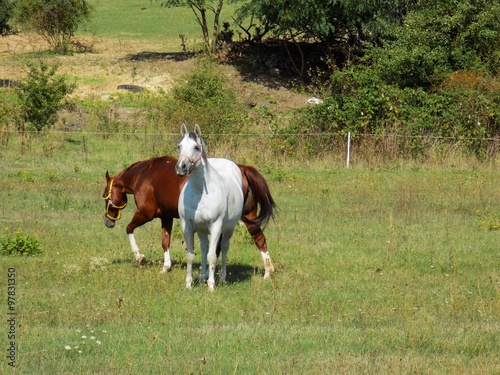 Two horses on meadow