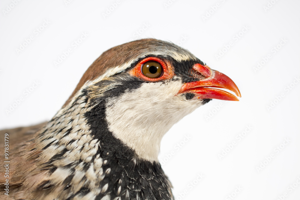 Side view of red-legged partridge, on white background. Wildlife studio portrait. Side view of red-legged partridge, on white background. Wildlife studio portrait.