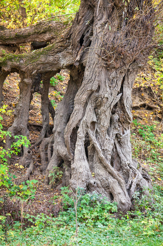 old tree roots © russieseo