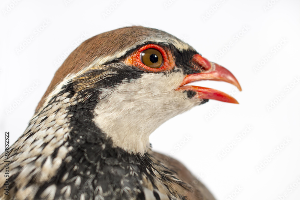 Close-up of a red-legged partridge on white background. Wildlife studio portrait. Close-up of a red-legged partridge on white background. Wildlife studio portrait.