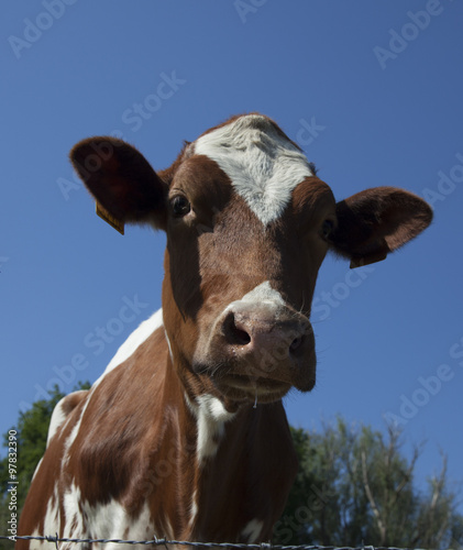 dutch cow with blue sky © Rob Bouwman