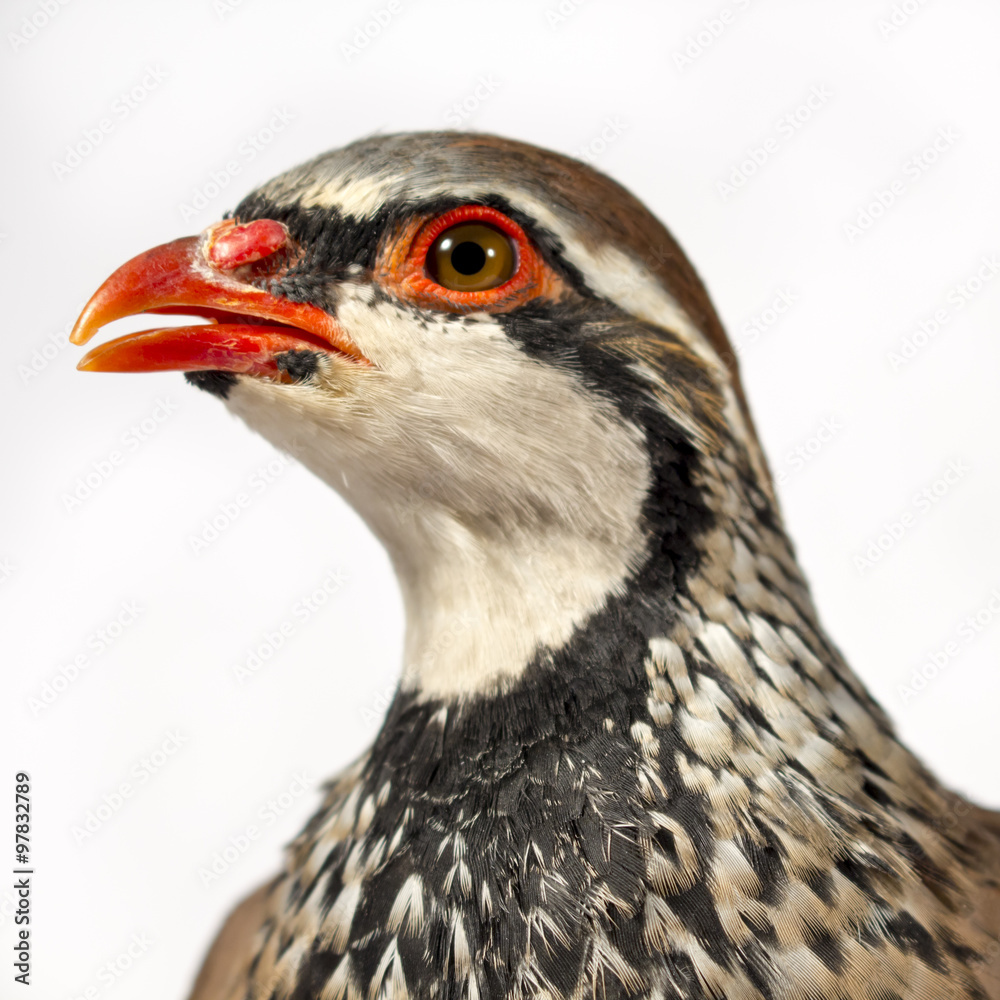 Wildlife studio portrait: Close-up of red-legged partridge, on white background. Wildlife studio portrait: Close-up of red-legged partridge, on white background.